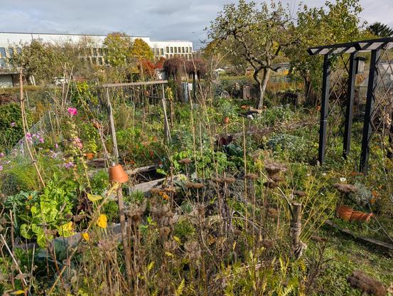 Der Gemüsegarten im Spätherbst