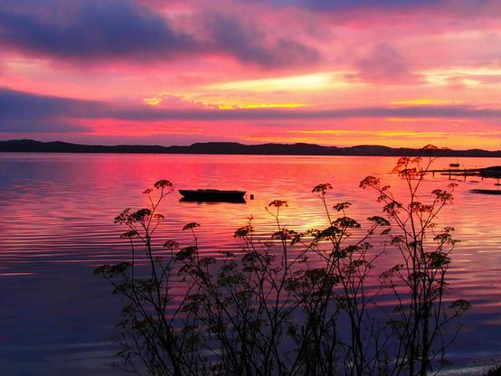 A wide, horizontal landscape photograph depicts a calm body of water at sunset. The water reflects the vibrant colors of the sky, which transition from deep purple at the bottom to shades of pink and orange higher up. A small, dark boat is centered in the mid-ground, appearing as a silhouette against the bright reflection. In the foreground, thin, dark, branching plants obscure the lower portion of the image. The distant shoreline is visible as a dark, hazy line against the sky, with a few dark structures or posts rising from the water near the right side of the frame.
