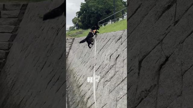甲斐犬のキク　太田川の雁木でジャンプ #甲斐犬 #散歩
