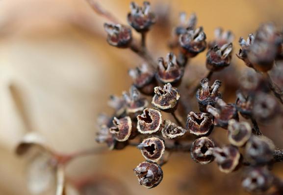 Macro photograph of dried fertile hydrangea flowers, with the small, round, brown seed pods still gathered in a panicle at the end of their stem, and a V-shaped opening in the centre. The blurred background shows the sterile cream and light brown coloured florets surrounding the inflorescence.

Photographie macro des fleurs fertiles séchées d'un hydrangée, avec les petites gousses rondes et brunes contenant les graines encore réunies en panicule au bout de leur tige, et une ouverture au centre en forme de "V". L'arrière-plan flou montre les fleurets stériles de couleur crème et brun clair qui entourent l'inflorescence.