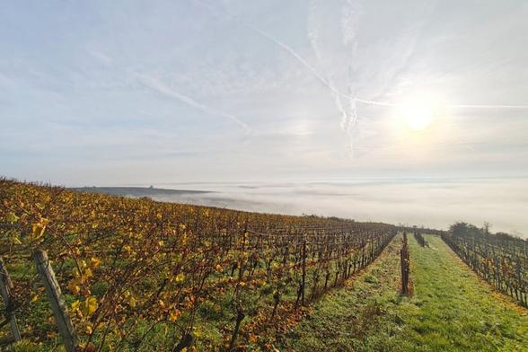 Nebel im Selztal - SunriseRun in den Weinbergen und mit Nebel im Selztal