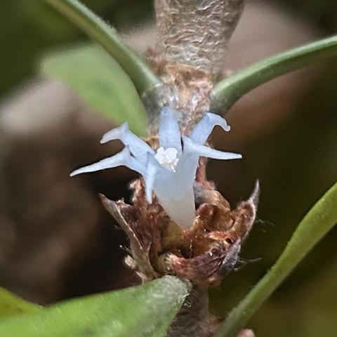 Small, light blue, six-pointed flower. The petals are fleshy and angular.