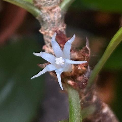 A top view of the flower more clearly shows its reproductive structures.