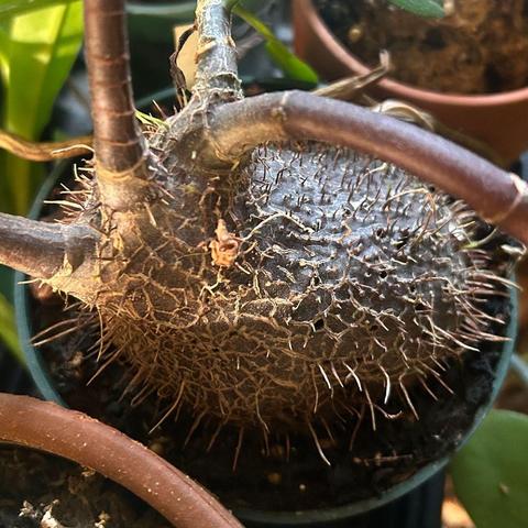 Enlarged stem (caudex) covered with spiky projections. Notice the numerous small holes on its surface; these are entrances to the network of channels running throughout the caudex. They form with or without ants. 🐜