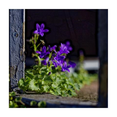 Pflanze mit lila Blüten zwischen zwei rostigen Zaunstäben, von der Sonne beschienen