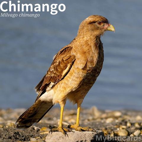 🌎 Chimango Caracara (Milvago chimango) 

The Chimango Caracara, also known as Chimango or Tiuque, is a small to medium-sized, mostly brown, bird of prey, with a black subterminal tail band. It is widely distributed across southern South America, inhabiting diverse open areas like grasslands, agricultural fields, marshes, and even urban environments. This highly opportunistic and social bird is a generalist scavenger and predator, eating carrion, insects, eggs, and small vertebrates. 2.5 Flash (Edited) 

Conservation status: Least Concern (IUCN 3.1)

Fun fact: Unlike most falcons, which are known for their incredible speed and aerial hunting, the Chimango Caracara is a skilled ground forager and spends a lot of time walking on its long legs in fields and grasslands. 

📷: Photo by Beto_MdP via Pixabay 
https://pixabay.com/photos/hawk-chimango-caracara-abductor-7839211/

HNXF