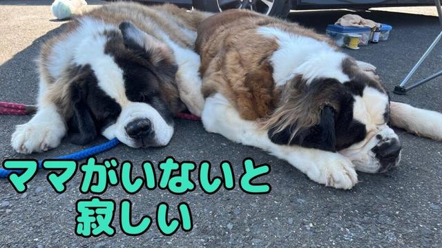 【セントバーナード】前庭疾患セントバーナードももちゃんが、車の乗り降りができなくなってしまい、外出を拒否するようになったのでスロープを手作りしました。