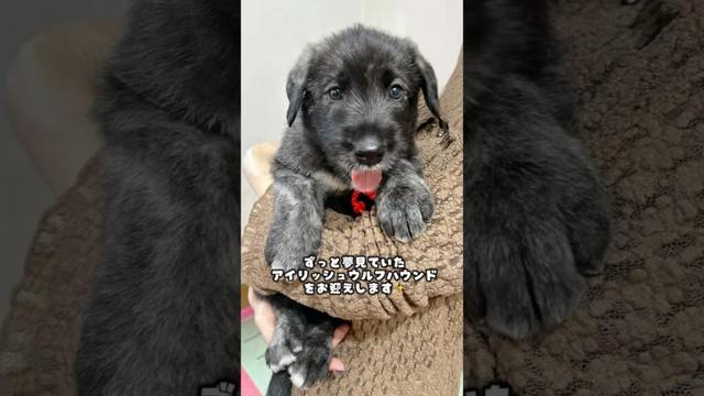 アイリッシュウルフハウンドをお迎えします！#Irishwolfhound #ジェントルジャイアント#超大型犬