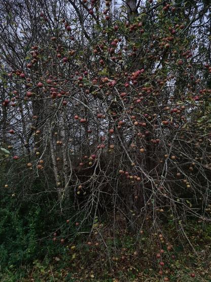 zombie  træ med spøgelses-æbler = æbletræ uden blade hvor æblerne hænger tilbage