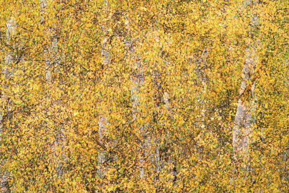 gelbes Birkenlaub - als Doppelbelichtung fotografiert