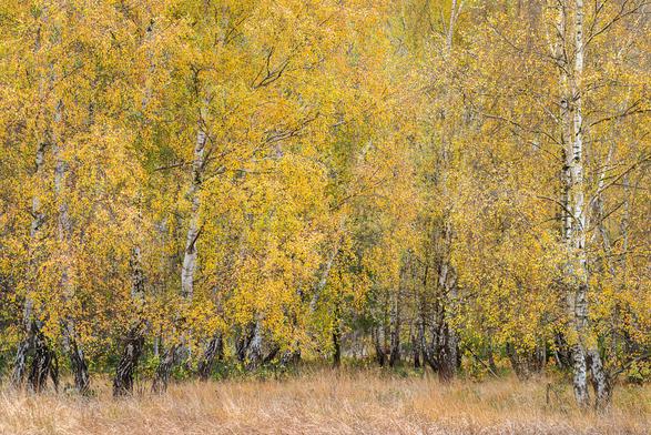 Birken im gelben Herbstlaub