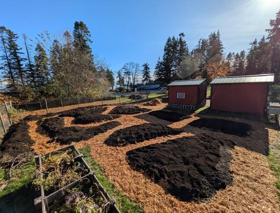 An wide view of a garden with freshly tilled garden beds. The beds are raised with dark soil, contrasted by pathways of tan wood chips. Two red sheds with green roofs stand in the background, along with a wooden compost bin in the foreground. Tall trees and a clear blue sky complete the scene.