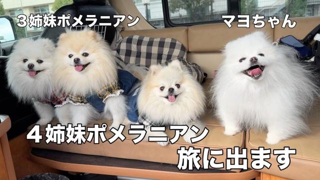 ブチギレ！激かわ！今年もマヨちゃんと一緒に旅行を楽しみました！