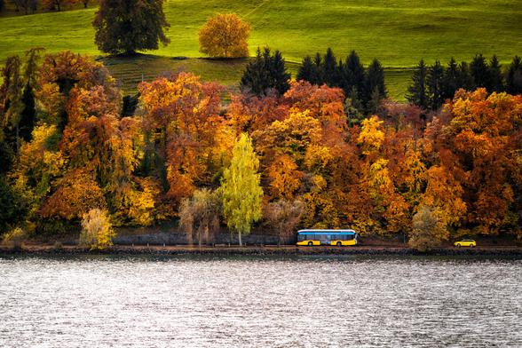 Die Landschaftsaufnahme zeigt eine Uferlinie im Herbst. Im Vordergrund erstreckt sich eine graue Wasserfläche, die leicht bewegt wirkt. Dahinter dominiert eine dichte Reihe von Bäumen, deren Laub in leuchtenden Herbstfarben von Goldgelb über Orange bis Rostbraun gefärbt ist. Ein einzelner, hellgrüner Baum sticht aus dieser warmen Farbpalette hervor.

Entlang des Ufers, unterhalb der Baumreihe, führt eine Strasse. Auf dieser Uferstrasse fährt ein blau-gelber Linienbus  und weiter rechts ist ein kleines gelbes Auto zu erkennen.

Über den Herbstbäumen schliesst sich ein grasbewachsener, leuchtend grüner Hang an, der von vereinzelten dunklen Nadelbäumen und kleineren Laubbäumen unterbrochen wird. Die Farben sind gesättigt und die Kontraste stark, was die herbstliche Stimmung betont.