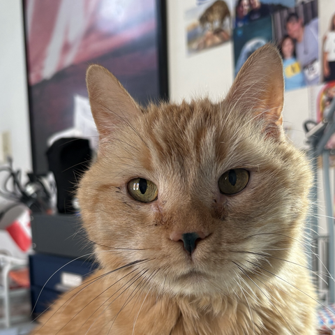 An orange cat with green ink on his nose.