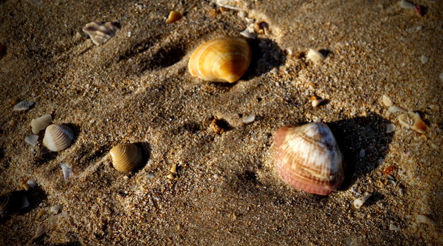 Nahaufnahme von ein paar Muscheln die am Strand in der Nachmittagssonne liegen.