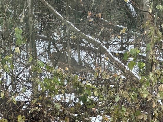 White-tailed deer in my backyard. The Cherokee reads: Hello Deer