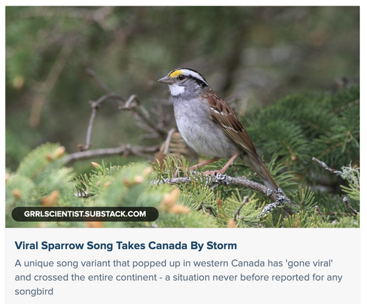 adult white-throated sparrow perched atop a bush
