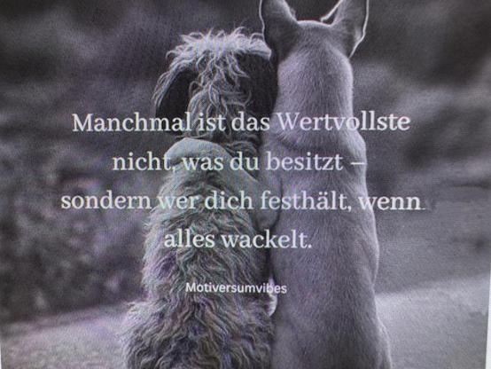 Zwei Hunde sitzen eng nebeneinander, der rechte legt seine Pfote über die Schulter des linken Hundes. Text siehe Post.