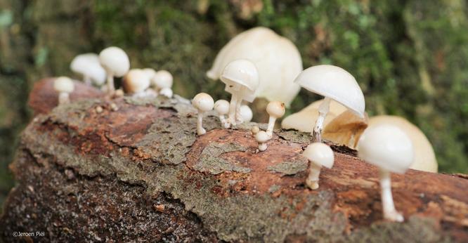 Porseleinzwammetjes is het bos

Porcelain fungus in the forest