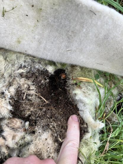 A small hole in the ground under a whitish woolen felt disk. The colour of the soil indicates it’s quite dry