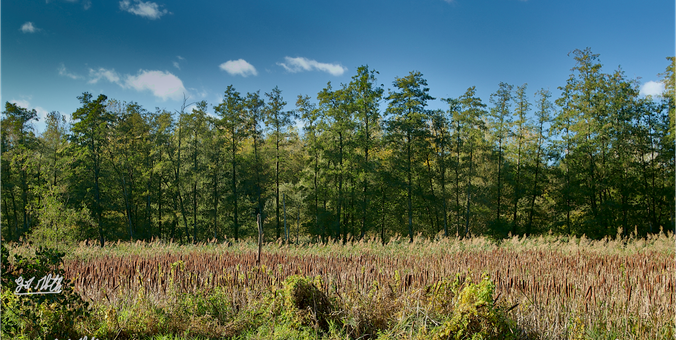 Roselière en début d'automne
Reed bed in early autumn