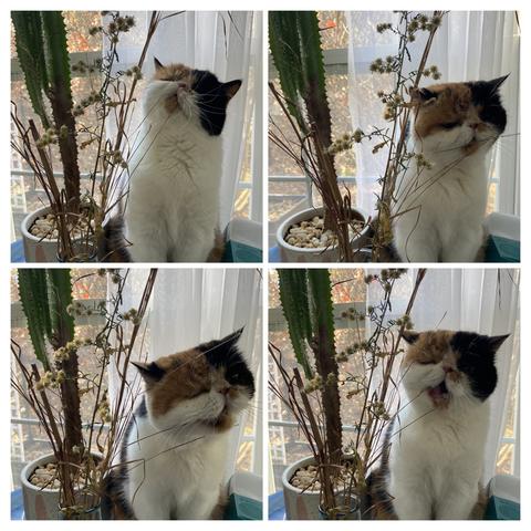 Collage shows four different attempts by a small, determined-looking calico cat to get her toothless jaw around a dried plant specimen.