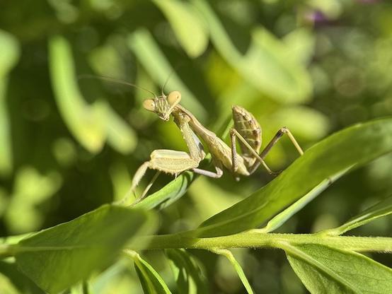 A little mantis (I think it’s an Ameles spallanzania)
was kind enough to pose for me in different positions.