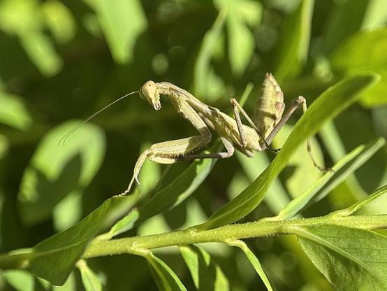 A little mantis (I think it’s an Ameles spallanzania)
was kind enough to pose for me in different positions.