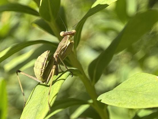 A little mantis (I think it’s an Ameles spallanzania)
was kind enough to pose for me in different positions.