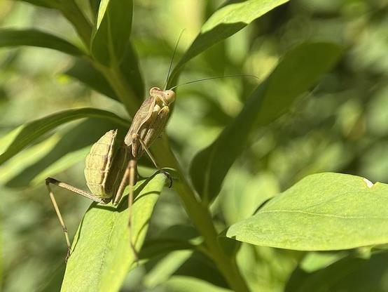 A little mantis (I think it’s an Ameles spallanzania)
was kind enough to pose for me in different positions.