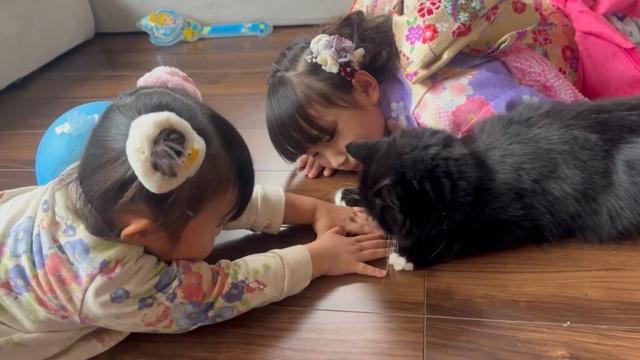 七五三姿に周りをウロウロする猫　ラガマフィン　サイベリアンThe cat wanders around looking at the celebratory scene.