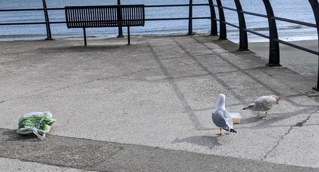 <img alt="Understanding Seagulls: Study Finds Simple, Humane Way to Protect Your Food" src="https://www.goodnewspost.co.uk/content/images/2025/11/image-17.jpeg" /><p><strong>By Research Correspondent</strong></p><p><strong>A new study from the&#xa0;University of Exeter&#xa0;has revealed that&#xa0;seagulls pay close attention to the tone of human voices&#x2014; and that how we speak to them can influence whether they leave our food alone. </strong></p><p>The findings suggest that people can deter gulls&#xa0;<strong>humanely and effectively</strong>&#xa0;by using tone, rather than aggression or loud noise.</p><p><a href="https://www.exeter.ac.uk/?ref=goodnewspost.co.uk" rel="noreferrer">University of Exeter</a> researchers put a closed Tupperware box of chips on the ground to pique herring gulls&#x2019; interest.</p><p>Once a gull approached, they played either a recording of a male voice shouting the words, <em>&#x201c;No, stay away, that&#x2019;s my food&#x201d;</em>, the same voice speaking those words, or the &#x2018;neutral&#x2019; birdsong of a robin. &#xa0;</p><h2 id="they-tested-a-total-of-61-gulls-across-nine-seaside-towns-in-cornwall-and-found-that-nearly-half-of-those-gulls-exposed-to-the-shouting-voice-flew-away-within-a-minute">They tested a total of 61 gulls across nine seaside towns in Cornwall and found that nearly half of those gulls exposed to the shouting voice flew away within a minute.</h2><p></p><p>Only 15% of the gulls exposed to the speaking male voice f