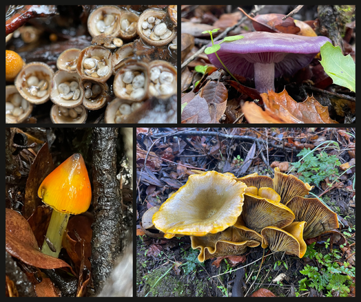 Four photos of mushrooms - one that looks like bird cup nests with eggs, one brilliant orange mushroom, one purple mushroom, and one cluster of pumpkin orange mushrooms.