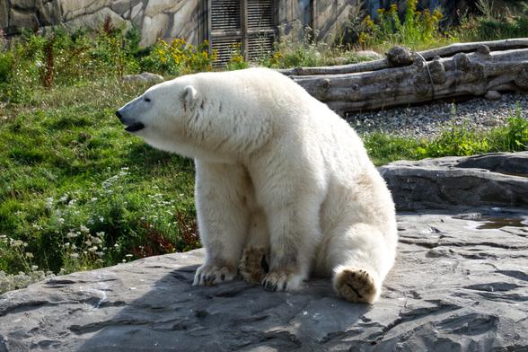 Ein Eisbär (Ursus maritimus) sitzt mit seinem Hinterteil auf einem künstlichen Felsen und schaut mit leicht geöffnetem Maul nach rechts.
Im Hintergrund eine Wiese, ein liegender Baumstamm und eine Mauer.