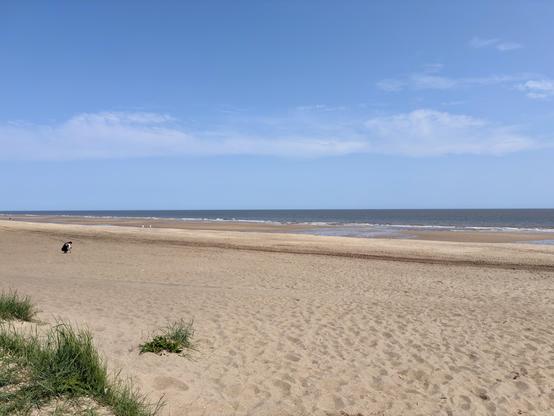 A wide sandy beach stretches toward a calm sea under a clear blue sky with a few scattered clouds. The beach is mostly empty, with only a few distant people and a single person closer to the foreground near the waterline. Gentle waves meet the shore, leaving wet sand that darkens in contrast to the dry, lighter sand further inland. Sparse tufts of grass grow near the edge of the sand, adding a touch of greenery to the otherwise open shoreline. The horizon divides the expansive blue sky from the smooth, flat sea, creating a sense of space and tranquility.