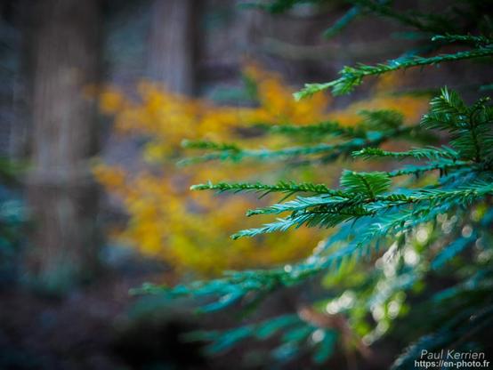 Photographie en couleur présentant un sous-bois avec en premier-plan net, côté droit, les extrémités de branches vertes d'un petit arbre résineux devant, hors zone de netteté, un arbuste au feuillage caduc bien jaune et des troncs de séquoia.
