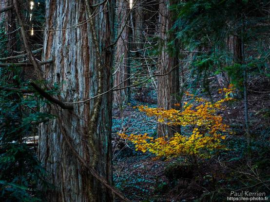 Photographie en couleur présentant un sous-bois avec un arbuste au feuillage caduc bien jaune au milieu de troncs de séquoia et de la végétation au sol encore verte.