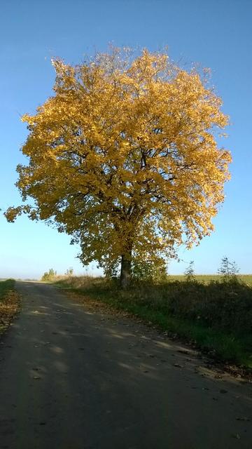 Un arbre au couleurs flamboyantes d'automne le long d'un chemin asphalté.