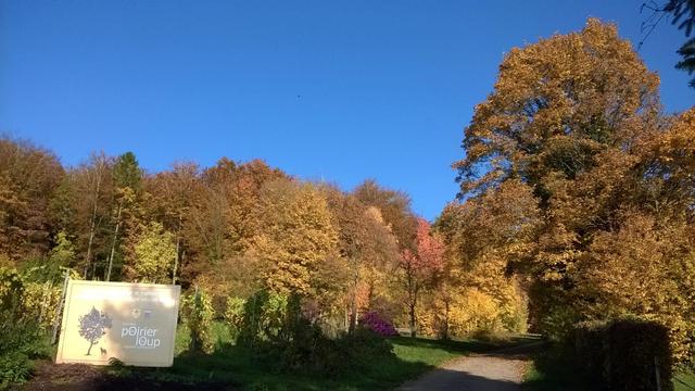 Pancarte annonçant le verger du Poirier du Loup à Torgny devant l'orée du bois qui mène à Lamorteau dont les arbres arborent de jolies couleurs automnales. Un ciel d'un bleu pur.