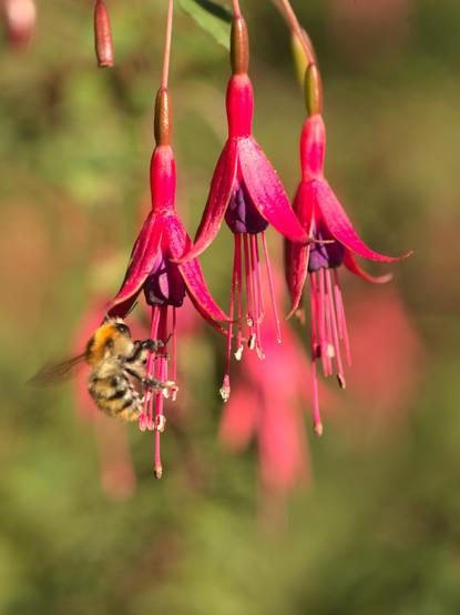 Abeille sur fushia