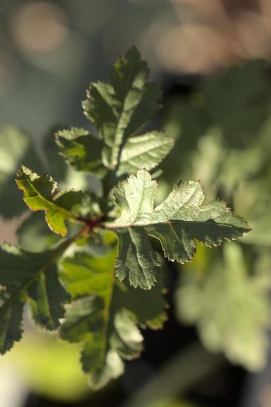 Jeune plant d'aubépine