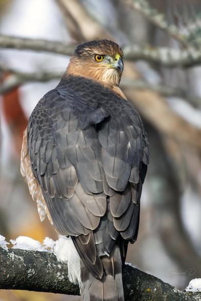 Épervier de Cooper

"Je vois tout. Même ton sandwich dans la poche."
