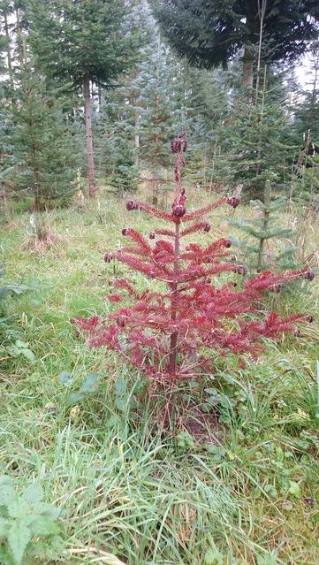 In einer Weihnachtsbaumplantage mit verschiedenen großen und kleinen Bäumen steht im Vordergrund ein kleiner rot / brauner Weihnachtsbaum der vertrocknet ist.