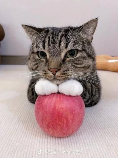A striped cat is resting its paws on a red apple, looking curiously at the camera. The background is soft and neutral.