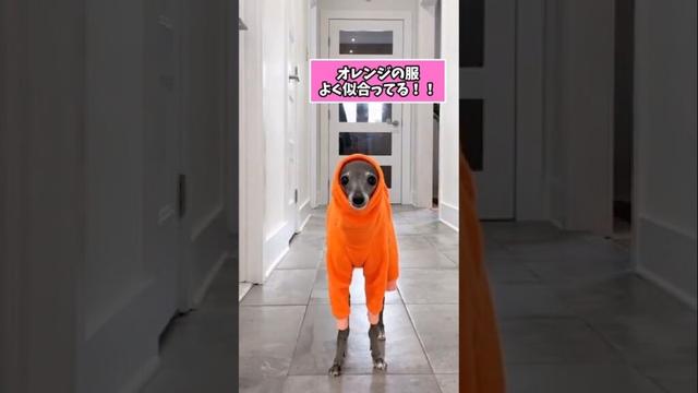 仕事で疲れた皆に贈る笑いと癒しのイタグレ5選ww　#イタリアングレーハウンド #笑える #癒し #犬のいる生活 #犬のいる暮らし #犬好きさんと繋がりたい #元気になる動画