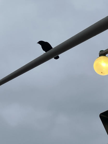 A crow is perched on white standard looking down