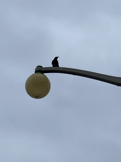 A crow perched on the light standard looking up