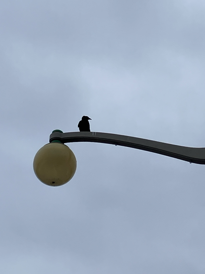 A crow perched on light standard looking to the side