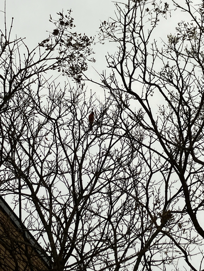 The northern Cardinal perched among bare branches